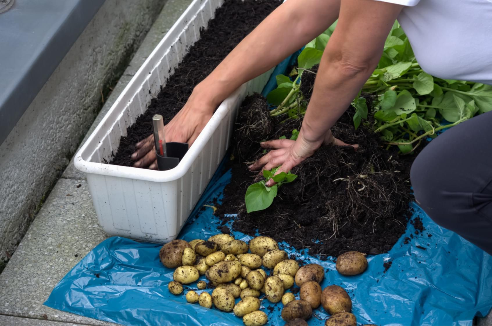 Uprawa warzyw – warzywniak w skrzyniach czy donicach? Fot. Fotolia
