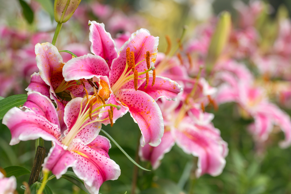 Kwitnąca lilia. Ilość kolorowych odmian lilii królewskich, botanicznych i orientalnych mieszańców jest tak ogromna, że można nią zapełnić nie jeden, lecz kilka ogrodów.